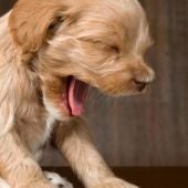 ¿Sabías que los perros bostezan junto a los humanos por empatía?