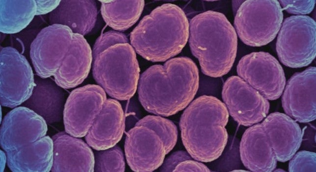 La Brújula de la ciencia: Las bacterias más peligrosas para la salud episode artwork