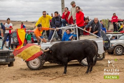 Pacma avisa que denunciará a ayuntamientos cuyos encierros incumplan la ley Pacma avisa que denunciará a ayuntamientos cuyos encierros incumplan la ley