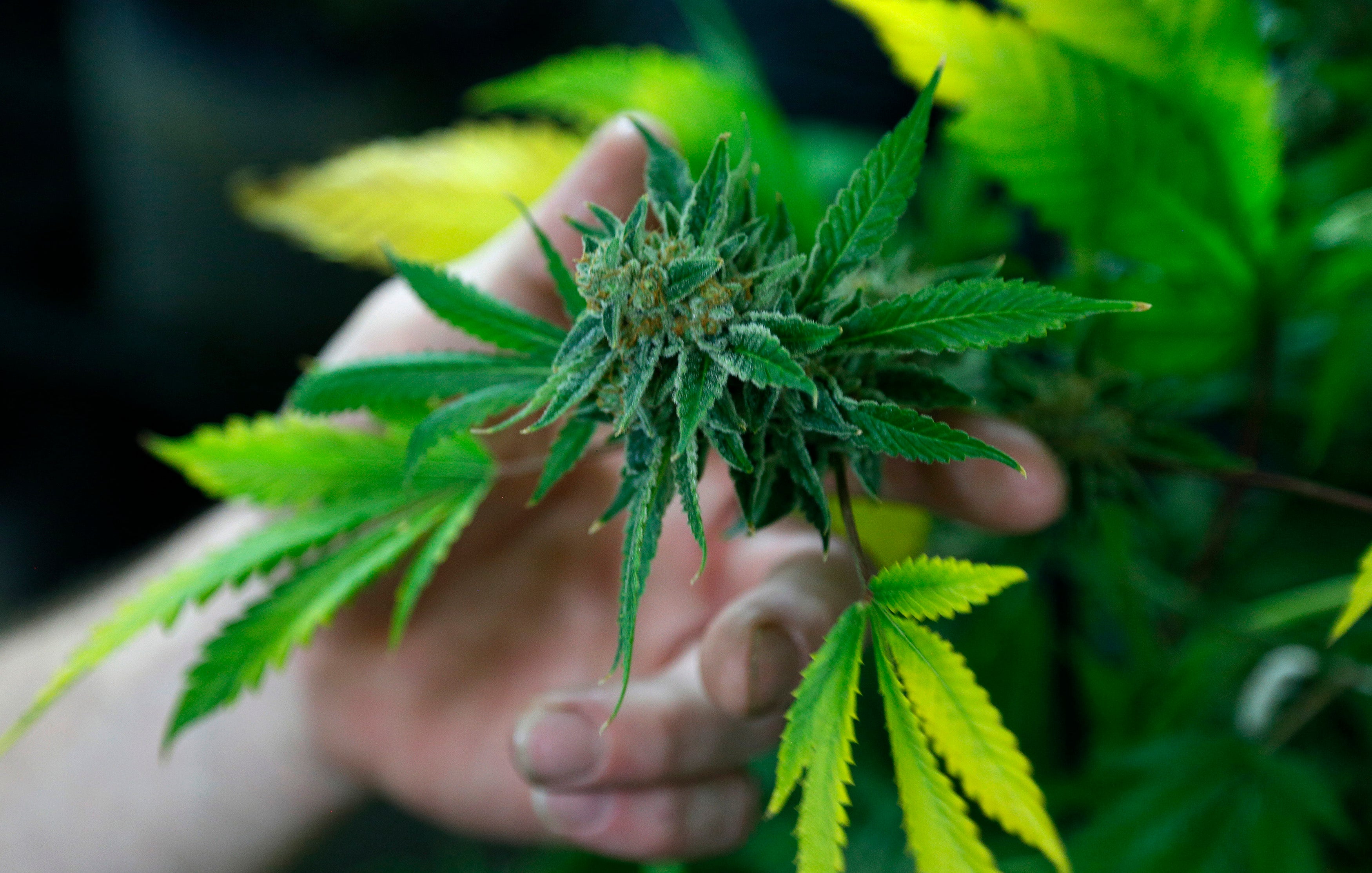 Cannabis: factor de riesgo para todo tipo de trastornos mentales Cannabis: factor de riesgo para todo tipo de trastornos mentales