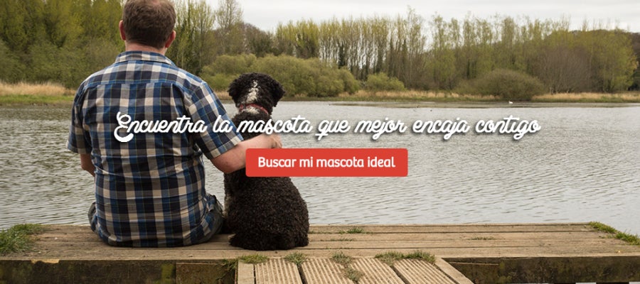 Plataforma de adopción matchcota.com Plataforma de adopción matchcota.com