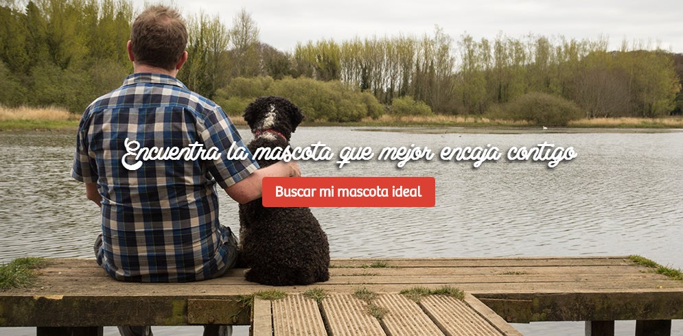 Matchcota.com: la adopción de perros de raza Matchcota.com: la adopción de perros de raza