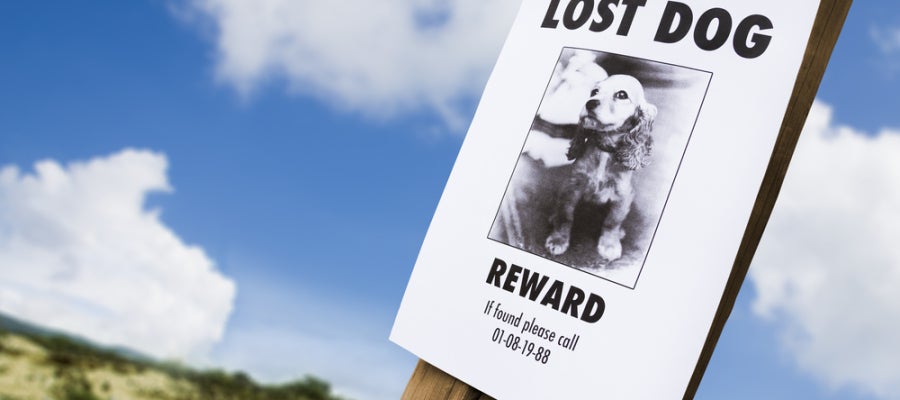 Perro perdido Perro perdido