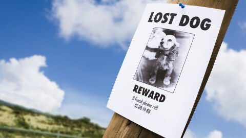 Perro perdido