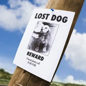 Perro perdido Perro perdido
