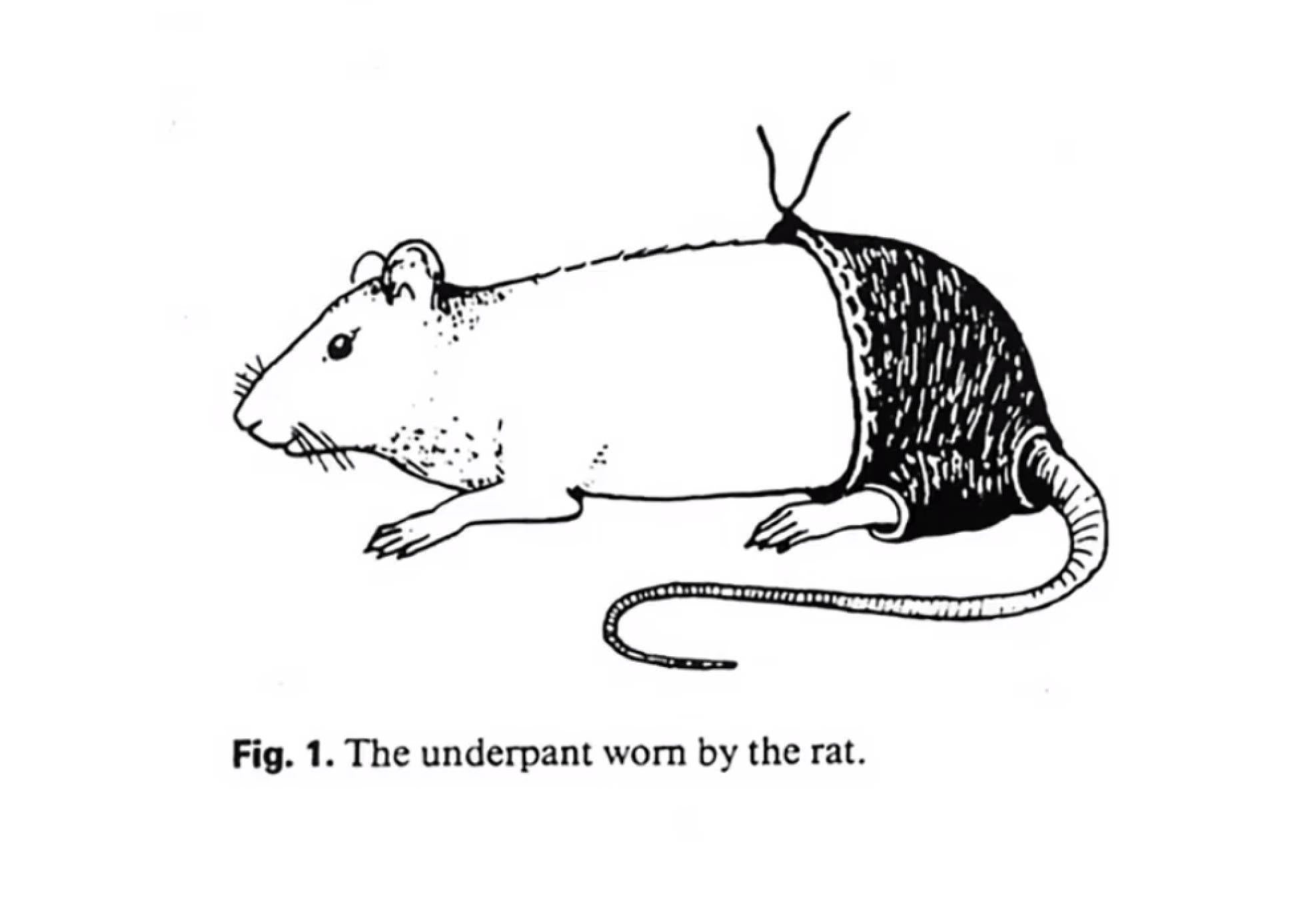 Los pantalones de poliester afectan a la reproducción de las ratas Los pantalones de poliester afectan a la reproducción de las ratas