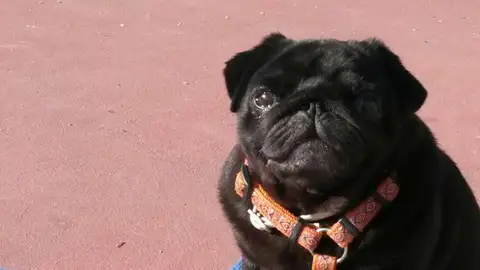 Carapapa, la perrita de Dani Rovira Carapapa, la perrita de Dani Rovira