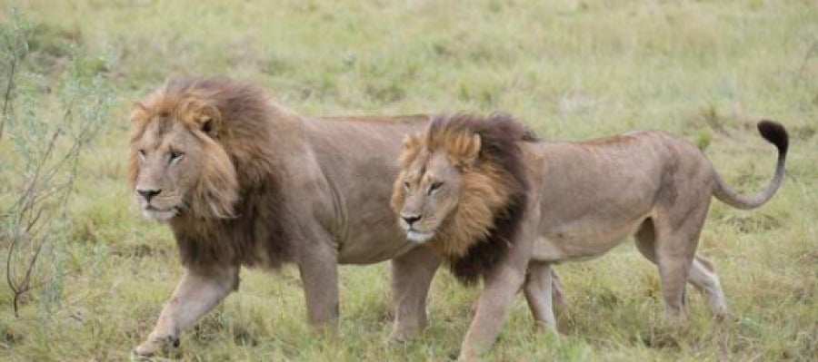 Leonas de Botswana Leonas de Botswana