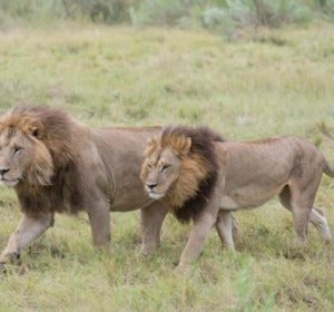 Leonas de Botswana Leonas de Botswana