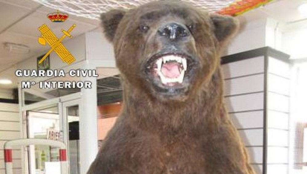 El ejemplar disecado de oso pardo en peligro de extinción que ha incautado el Seprona