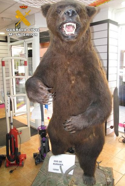 El Seprona incauta un ejemplar de oso pardo en extinción disecado que estaba a la venta en Albacete El Seprona incauta un ejemplar de oso pardo en extinción disecado que estaba a la venta en Albacete