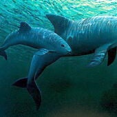 Dos ejemplares de "vaquita marina" (Phocoena Sinus) nadan en aguas del Mar de Cortez (México)