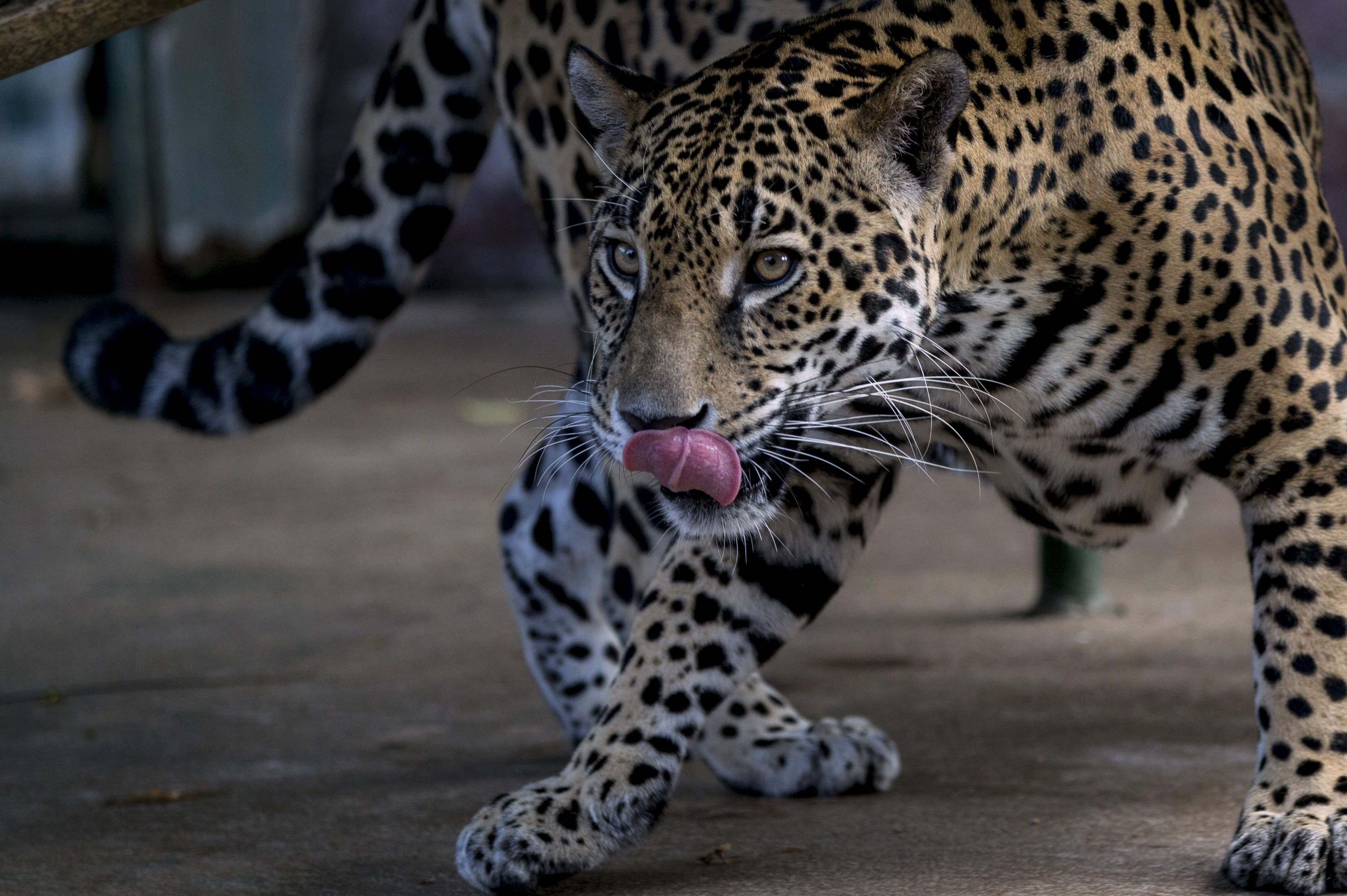 Mesa de redacción: El bulo de un falso jaguar en dos pueblos de Valladolid Mesa de redacción: El bulo de un falso jaguar en dos pueblos de Valladolid
