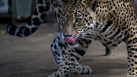 Más de 26 jaguares han sido asesinados en 2016 Más de 26 jaguares han sido asesinados en 2016
