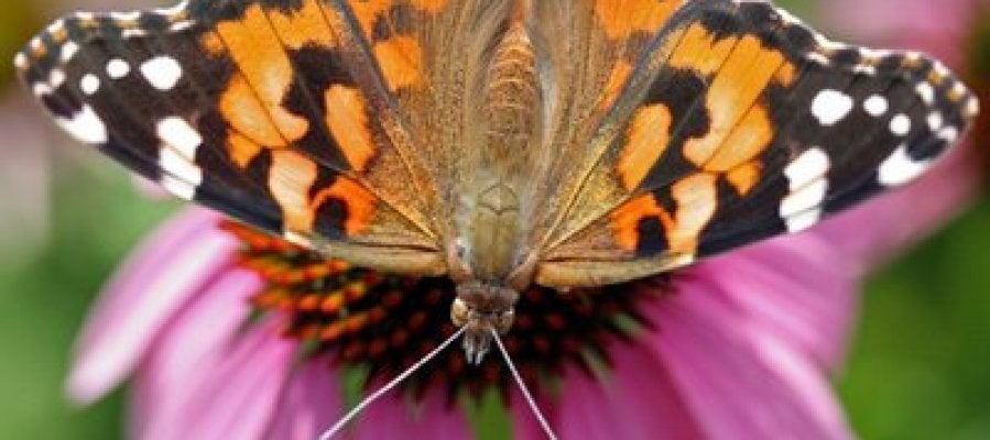 La mariposa 'vanesa de los cardos' La mariposa 'vanesa de los cardos'