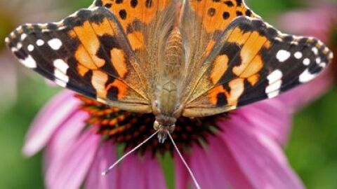 La mariposa 'vanesa de los cardos' 