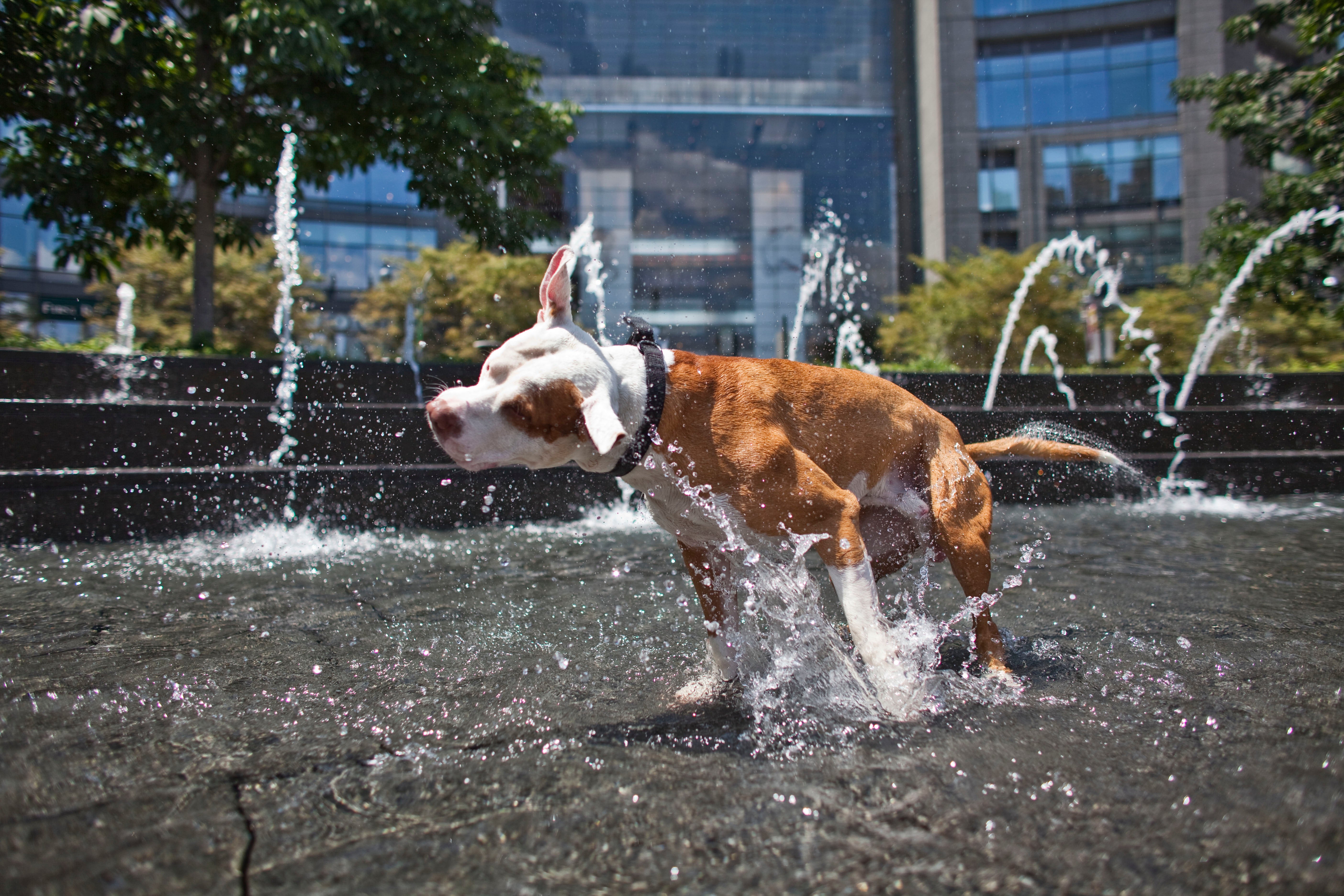 Un juez suspende la ley que 'condenaba a muerte' a miles de pit bull en Montreal Un juez suspende la ley que 'condenaba a muerte' a miles de pit bull en Montreal