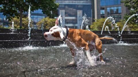 Un pit bull se refresca en una fuente