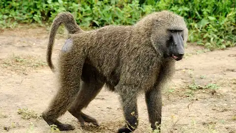 Imagen de un babuino Imagen de un babuino