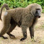 Imagen de un babuino