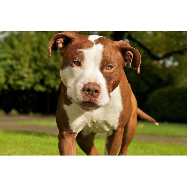 Un pitbull mata a su dueño de 26 años en una vivienda de Castellón Un pitbull mata a su dueño de 26 años en una vivienda de Castellón