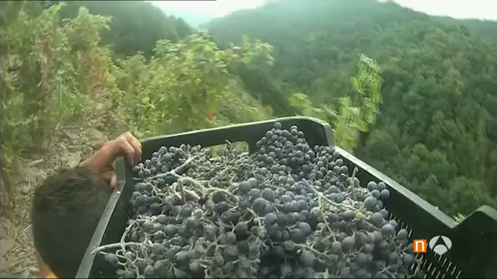 Extremadura percibe más de 6,7 millones para inversiones dentro del programa 'Intervención Sectorial del Vino' Extremadura percibe más de 6,7 millones para inversiones dentro del programa 'Intervención Sectorial del Vino'