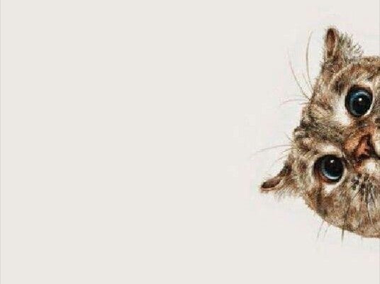 Vol. 97 "Gatos" Vol. 97 "Gatos"