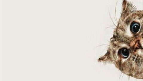 gato se asoma