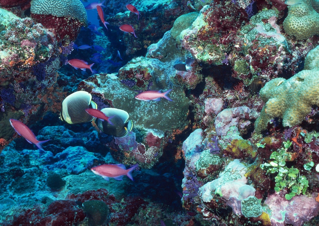 Naturaleza: ¿Cómo y dónde comprar peces? Naturaleza: ¿Cómo y dónde comprar peces?