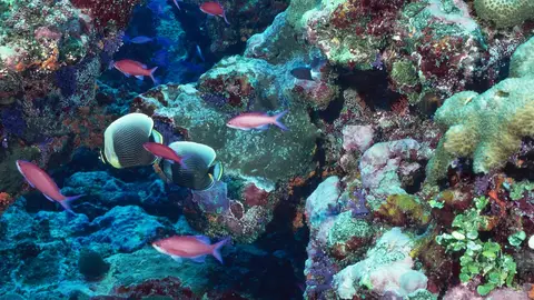 Peces en un arrecife Peces en un arrecife