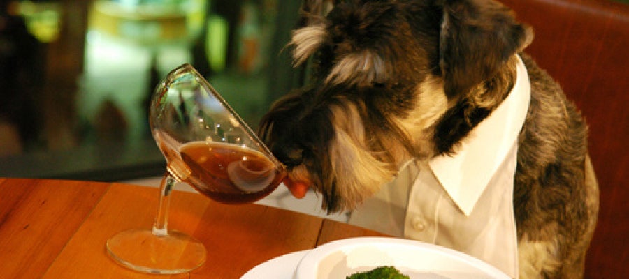 Perro comiendo en restaurante Perro comiendo en restaurante