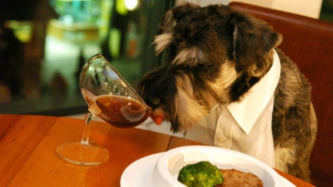 Perro comiendo en restaurante