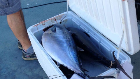 concurso de pesca