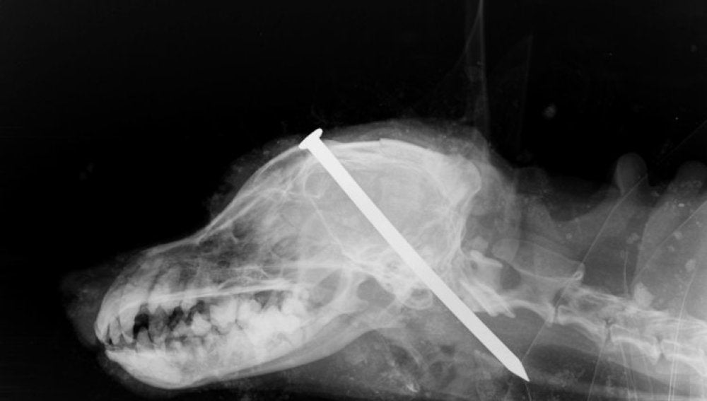 Radiografía que muestra el clavo en la cabeza del perro