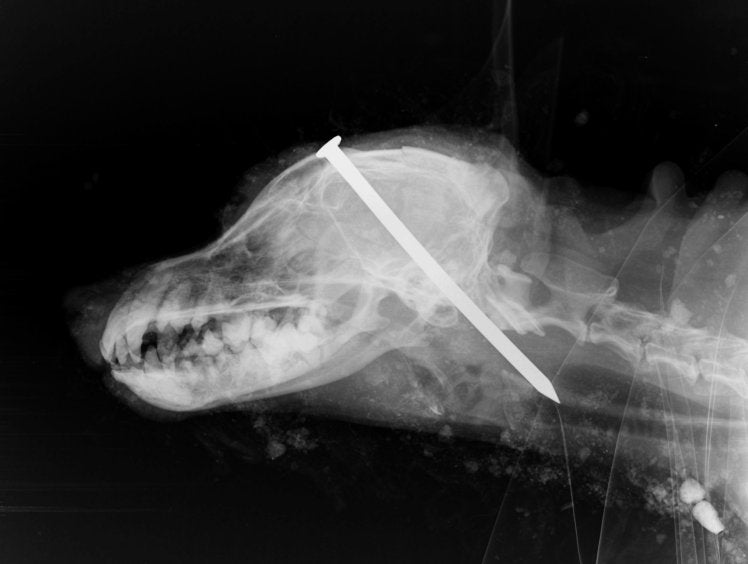 Encuentran un perro enterrado vivo con un clavo en la cabeza Encuentran un perro enterrado vivo con un clavo en la cabeza