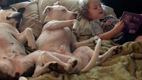 La imagen capta el momento en el que los perros se quedan dormidos