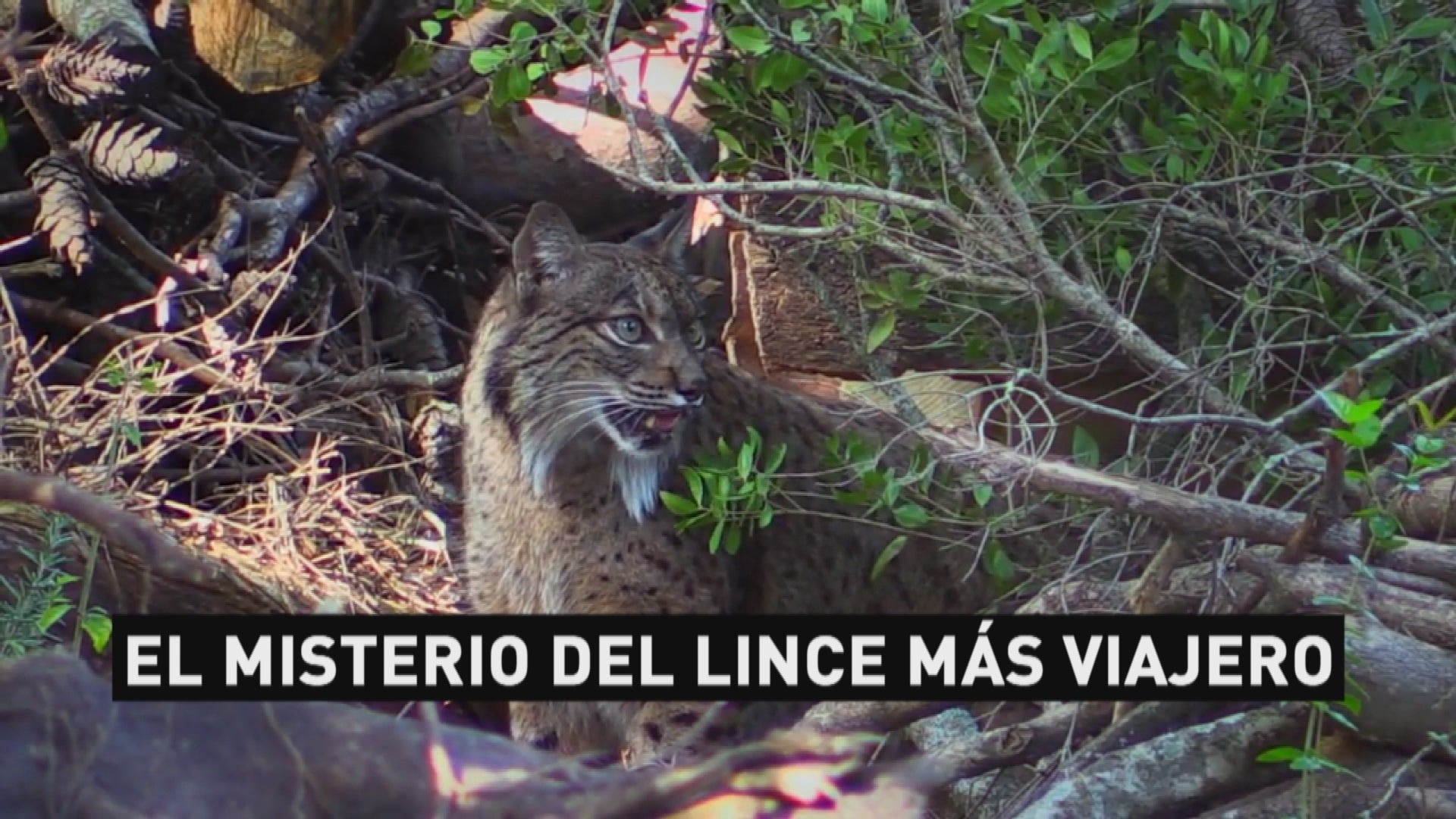 Mesa de redacción: Muere atropellado Kentaro, el lince viajero Mesa de redacción: Muere atropellado Kentaro, el lince viajero