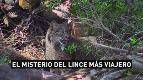 Atropello a lince ib&eacute;rico