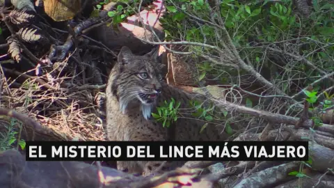 Lince Atropello a lince ibérico