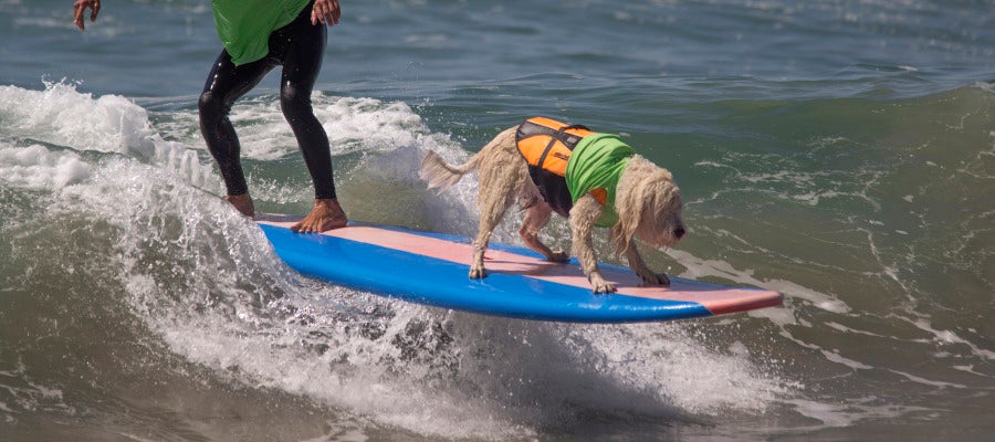 Competición de surf con mascotas Competición de surf con mascotas
