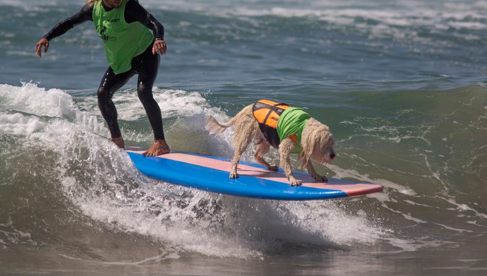 Competición de surf con mascotas