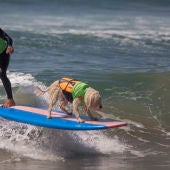 Competición de surf con mascotas