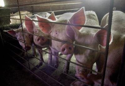 Cerdos con células humanas en Murcia Cerdos con células humanas en Murcia