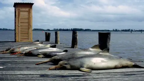 Animales muertos Animales muertos