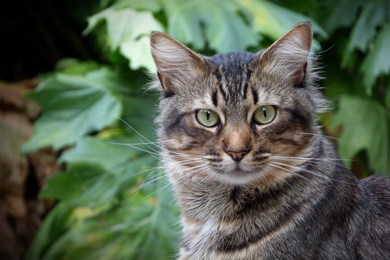 Plantas dañinas para tu gato Plantas dañinas para tu gato