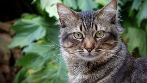 Denuncian el envenenamiento de gatos en C&oacute;rdoba