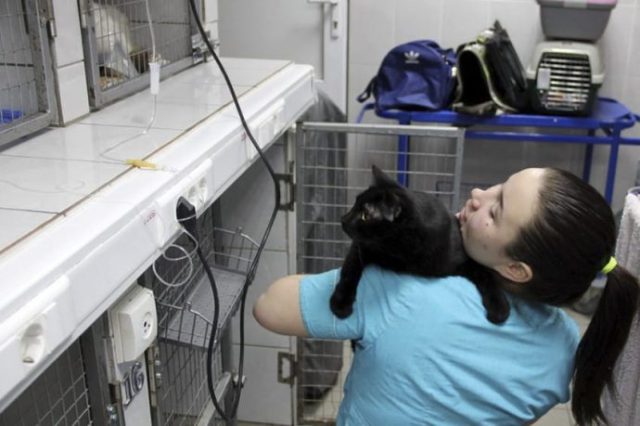 Éstas son las pruebas más habituales (y su cometido) que pueden hacer a tu gato en el veterinario Éstas son las pruebas más habituales (y su cometido) que pueden hacer a tu gato en el veterinario