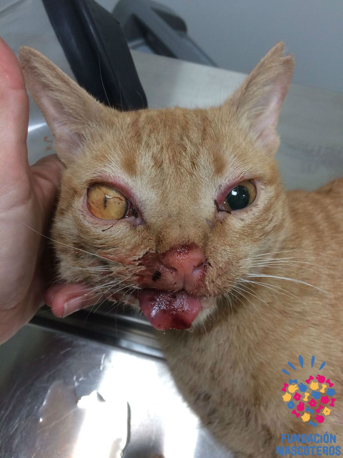 Zarpas, un gato al borde de la muerte por un traumatismo craneoencefálico Zarpas, un gato al borde de la muerte por un traumatismo craneoencefálico