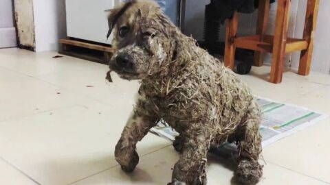 Frame 17.460053 de: El rescate de Pascal, un cachorro al que embadurnaron con pegamento por 'diversi&oacute;n'