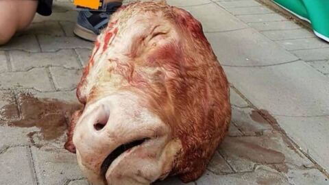 La cabeza de toro lanzada por los aficionados del Dresden